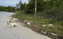 SNOWFLAKE, Hund, Herdenschutzhund-Mix in Griechenland - Bild 3