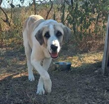 MAYA, Hund, Herdenschutzhund-Mix in Griechenland - Bild 2