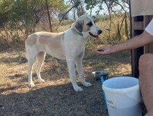 MAYA, Hund, Herdenschutzhund-Mix in Griechenland - Bild 3