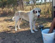 MAYA, Hund, Herdenschutzhund-Mix in Griechenland - Bild 5