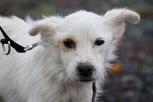 GORI, Hund, West Highland White Terrier-Mix in Lohra-Reimershausen