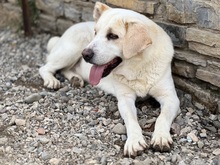 SPILIOS, Hund, Herdenschutzhund-Mix in Griechenland - Bild 1