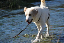 SPILIOS, Hund, Herdenschutzhund-Mix in Griechenland - Bild 10