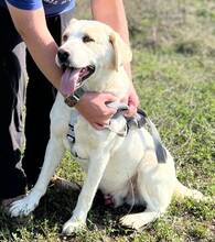 SPILIOS, Hund, Herdenschutzhund-Mix in Griechenland - Bild 2