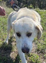 SPILIOS, Hund, Herdenschutzhund-Mix in Griechenland - Bild 5