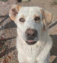 SPILIOS, Hund, Herdenschutzhund-Mix in Griechenland - Bild 6