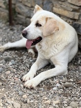 SPILIOS, Hund, Herdenschutzhund-Mix in Griechenland - Bild 7