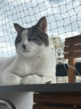 MILO, Katze, Hauskatze in Bulgarien - Bild 17