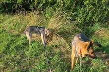 MATHILDA, Hund, Mischlingshund in Mettlach - Bild 10