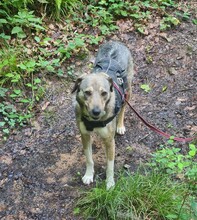 MATHILDA, Hund, Mischlingshund in Mettlach - Bild 11