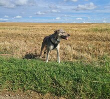 MATHILDA, Hund, Mischlingshund in Mettlach - Bild 9