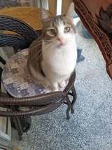 LENA, Katze, Europäisch Kurzhaar in Bulgarien - Bild 11