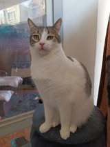 LENA, Katze, Europäisch Kurzhaar in Bulgarien - Bild 12