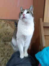LENA, Katze, Europäisch Kurzhaar in Bulgarien - Bild 6