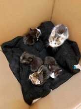 LENA, Katze, Europäisch Kurzhaar in Bulgarien - Bild 8
