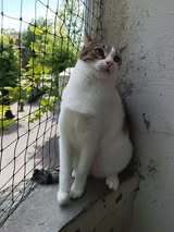 LENA, Katze, Europäisch Kurzhaar in Bulgarien - Bild 9