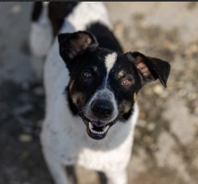 PÖTYI, Hund, Mischlingshund in Mülheim - Bild 1