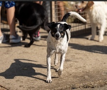 PÖTYI, Hund, Mischlingshund in Mülheim - Bild 3