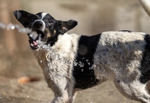 PÖTYI, Hund, Mischlingshund in Mülheim - Bild 4