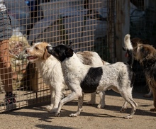 PÖTYI, Hund, Mischlingshund in Mülheim - Bild 6