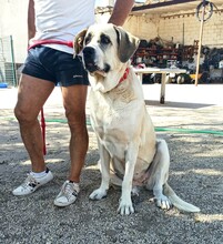 CURRA, Hund, Mastino Napoletano-Mix in Spanien