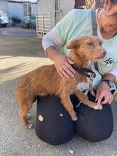 NICO, Hund, Border Terrier-Mix in Sankt Margarethen - Bild 7