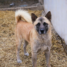 JUAN, Hund, Akita Inu-Mix in Kroatien - Bild 1