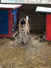 JUAN, Hund, Akita Inu-Mix in Kroatien - Bild 2