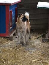 JUAN, Hund, Akita Inu-Mix in Kroatien - Bild 3