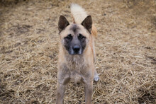 JUAN, Hund, Akita Inu-Mix in Kroatien - Bild 4