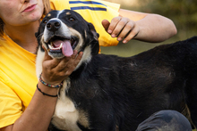 JACKO, Hund, Mischlingshund in Kroatien - Bild 1