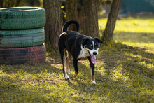 JACKO, Hund, Mischlingshund in Kroatien - Bild 2