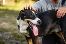 JACKO, Hund, Mischlingshund in Kroatien - Bild 3