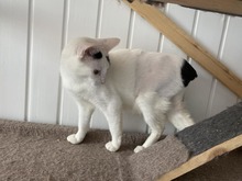 ESMERALDA, Katze, Hauskatze in Duisburg