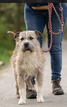 SUBITO, Hund, Terrier-Mix in Ungarn - Bild 1