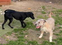 SUBITO, Hund, Terrier-Mix in Ungarn - Bild 11