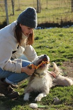 SUBITO, Hund, Terrier-Mix in Ungarn - Bild 12