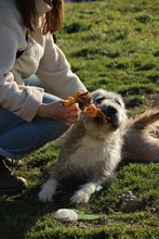 SUBITO, Hund, Terrier-Mix in Ungarn - Bild 13