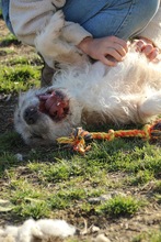 SUBITO, Hund, Terrier-Mix in Ungarn - Bild 14