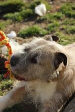 SUBITO, Hund, Terrier-Mix in Ungarn - Bild 15