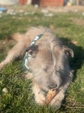 SUBITO, Hund, Terrier-Mix in Ungarn - Bild 17