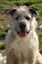 SUBITO, Hund, Terrier-Mix in Ungarn - Bild 18