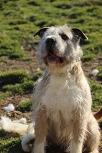 SUBITO, Hund, Terrier-Mix in Ungarn - Bild 19