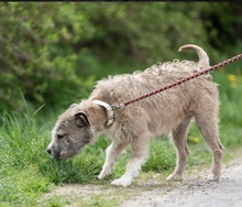 SUBITO, Hund, Terrier-Mix in Ungarn - Bild 2