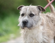 SUBITO, Hund, Terrier-Mix in Ungarn - Bild 3