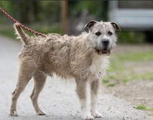 SUBITO, Hund, Terrier-Mix in Ungarn - Bild 4