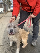 SUBITO, Hund, Terrier-Mix in Ungarn - Bild 6