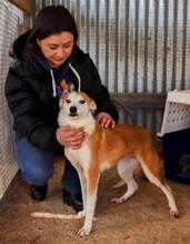 MARIA, Hund, Mischlingshund in Griechenland - Bild 1