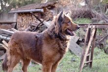 BALOU, Hund, Mischlingshund in Kettershausen - Bild 2