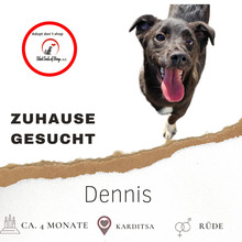 DENNIS, Hund, Mischlingshund in Griechenland - Bild 1